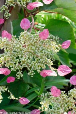 Rose Sensation Pink Climbing Hydrangea Vine - 3 Gallon Pot -Garden Outdoor Plant Store schizophragma hydrangeoides rose sensation climbing hydrangea 105 1
