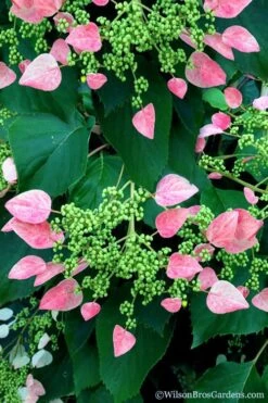Rose Sensation Pink Climbing Hydrangea Vine - 3 Gallon Pot -Garden Outdoor Plant Store schizophragma hydrangeoides rose sensation climbing hydrangea 106 1