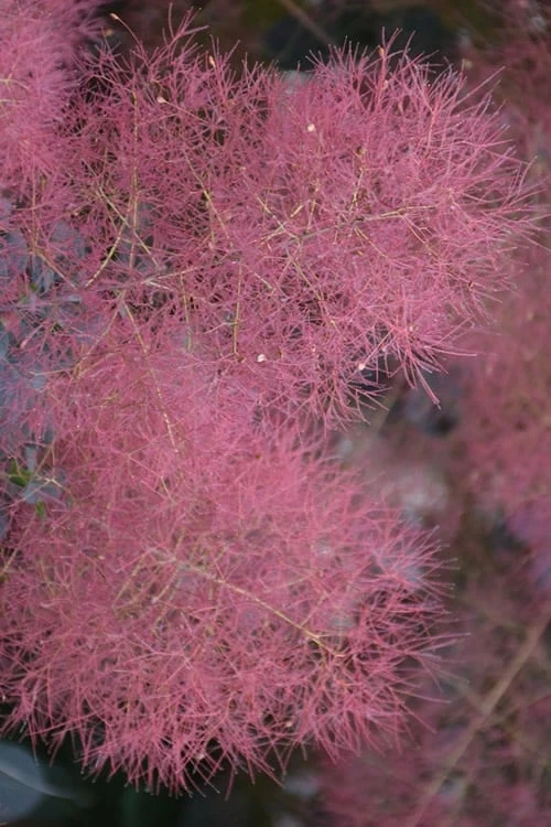 Grace Pink Flowering Smoke Tree - 5 Gallon Pot 6 Grace Pink Flowering Smoke Tree - 5 Gallon Pot - Image 4