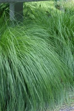 Prairie Dropseed Grass (Sporobolis Heterolepis) - 6 Pack Of 1 Gallon Pots -Garden Outdoor Plant Store sporobolis heterolepis prairie dropseed grass 1