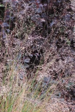 Prairie Dropseed Grass (Sporobolis Heterolepis) - 6 Pack Of 1 Gallon Pots -Garden Outdoor Plant Store sporobolis heterolepis prairie dropseed grass 10
