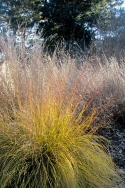 Prairie Dropseed Grass (Sporobolis Heterolepis) - 6 Pack Of 1 Gallon Pots -Garden Outdoor Plant Store sporobolis heterolepis prairie dropseed grass 18
