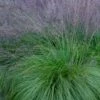 Prairie Dropseed Grass (Sporobolis Heterolepis) - 6 Pack Of 1 Gallon Pots -Garden Outdoor Plant Store sporobolis heterolepis prairie dropseed grass 19