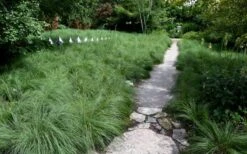 Prairie Dropseed Grass (Sporobolis Heterolepis) - 6 Pack Of 1 Gallon Pots -Garden Outdoor Plant Store sporobolis heterolepis prairie dropseed grass 2