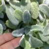 Silky Fleece Dwarf Lambs Ear (Stachys Byzantina) - 10 Pack Of Quarts Pots -Garden Outdoor Plant Store stachys byzantine silky fleece lambs ear 100