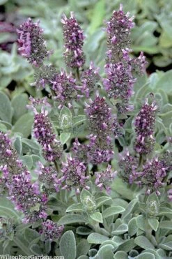 Silky Fleece Dwarf Lambs Ear (Stachys Byzantina) - 10 Pack Of Quarts Pots -Garden Outdoor Plant Store stachys byzantine silky fleece lambs ear 101