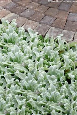 Silky Fleece Dwarf Lambs Ear (Stachys Byzantina) - 10 Pack Of Quarts Pots -Garden Outdoor Plant Store stachys byzantine silky fleece lambs ear 104