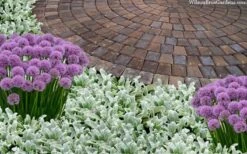 Silky Fleece Dwarf Lambs Ear (Stachys Byzantina) - 10 Pack Of Quarts Pots -Garden Outdoor Plant Store stachys byzantine silky fleece lambs ear 105