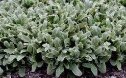 Silky Fleece Dwarf Lambs Ear (Stachys Byzantina) - 5 Pack Of Quarts Pots -Garden Outdoor Plant Store stachys silky fleece 2
