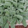 Silky Fleece Dwarf Lambs Ear (Stachys Byzantina) - 5 Pack Of Quarts Pots -Garden Outdoor Plant Store stachys silky fleece 3