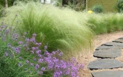 Pony Tails Mexican Feather Grass (Stipa Tennuissima) - 5 Pack Of Quart Pots -Garden Outdoor Plant Store stipa tenuissima ponytails mexican feather grass 105