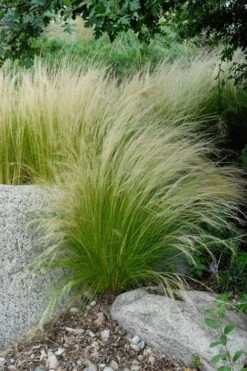 Pony Tails Mexican Feather Grass (Stipa Tennuissima) - 5 Pack Of Quart Pots -Garden Outdoor Plant Store stipa tenuissima ponytails mexican feather grass 107