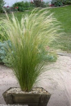 Pony Tails Mexican Feather Grass (Stipa Tennuissima) - 5 Pack Of Quart Pots -Garden Outdoor Plant Store stipa tenuissima ponytails mexican feather grass 111