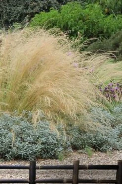 Pony Tails Mexican Feather Grass (Stipa Tennuissima) - 5 Pack Of Quart Pots -Garden Outdoor Plant Store stipa tenuissima ponytails mexican feather grass 117