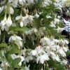 Fragrant Fountain Weeping Japanese Snowbell Tree - 5 Gallon Pot -Garden Outdoor Plant Store styrax japonica fragrant fountain weeping japanese snowbell tree 3