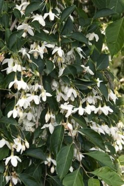 Fragrant Fountain Weeping Japanese Snowbell Tree - 5 Gallon Pot -Garden Outdoor Plant Store styrax japonica fragrant fountain weeping japanese snowbell tree 4