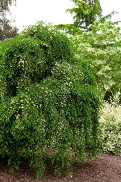 Fragrant Fountain Weeping Japanese Snowbell Tree - 5 Gallon Pot -Garden Outdoor Plant Store styrax japonica fragrant fountain weeping japanese snowbell tree 5