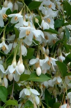 Fragrant Fountain Weeping Japanese Snowbell Tree - 5 Gallon Pot -Garden Outdoor Plant Store styrax japonica fragrant fountain weeping japanese snowbell tree 6