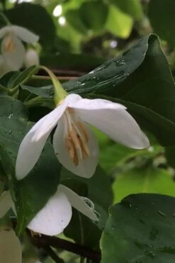 Fragrant Fountain Weeping Japanese Snowbell Tree - 5 Gallon Pot -Garden Outdoor Plant Store styrax japonica fragrant fountain weeping japanese snowbell tree 7