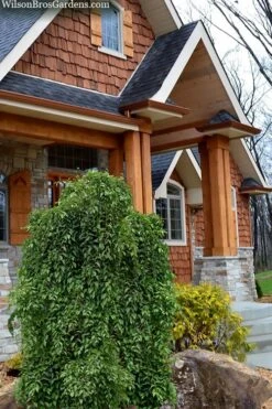 Fragrant Fountain Weeping Japanese Snowbell Tree - 5 Gallon Pot -Garden Outdoor Plant Store styrax japonica fragrant fountain weeping japanese snowbell tree 9