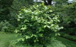 Venus White Sweetshrub (Calycanthus) - 3 Gallon Pot -Garden Outdoor Plant Store sweet shrub aphrodite shrub