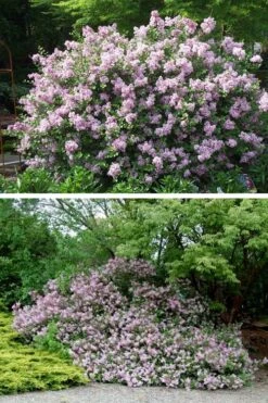 Palibin Dwarf Lilac Bush - 3 Gallon Pot 15 Palibin Dwarf Lilac Bush - 3 Gallon Pot -Garden Outdoor Plant Store syringa meyeri palibin dwarf lilac 4