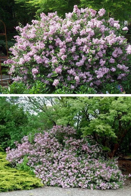 Palibin Dwarf Lilac Bush - 3 Gallon Pot 9 Palibin Dwarf Lilac Bush - 3 Gallon Pot - Image 7
