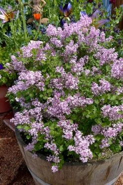 Palibin Dwarf Lilac Bush - 3 Gallon Pot 13 Palibin Dwarf Lilac Bush - 3 Gallon Pot -Garden Outdoor Plant Store syringa meyeri palibin dwarf lilac 5