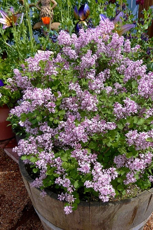 Palibin Dwarf Lilac Bush - 3 Gallon Pot 7 Palibin Dwarf Lilac Bush - 3 Gallon Pot - Image 5