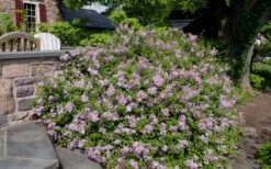 Palibin Dwarf Lilac Bush - 3 Gallon Pot 12 Palibin Dwarf Lilac Bush - 3 Gallon Pot -Garden Outdoor Plant Store syringa meyeri palibin dwarf lilac 6