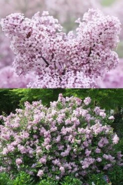 Palibin Dwarf Lilac Bush - 3 Gallon Pot 11 Palibin Dwarf Lilac Bush - 3 Gallon Pot -Garden Outdoor Plant Store syringa meyeri palibin dwarf lilac 7