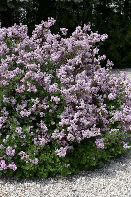 Palibin Dwarf Lilac Bush - 3 Gallon Pot 3 Palibin Dwarf Lilac Bush - 3 Gallon Pot