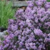 Miss Kim Lilac - 2 Gallon Pot 1 Miss Kim Lilac - 2 Gallon Pot -Garden Outdoor Plant Store syringa miss kim lilac 8