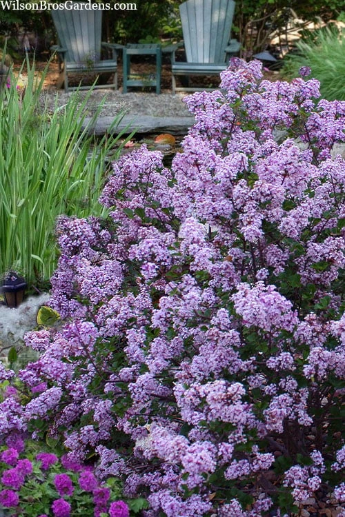 Miss Kim Lilac - 2 Gallon Pot 3 Miss Kim Lilac - 2 Gallon Pot