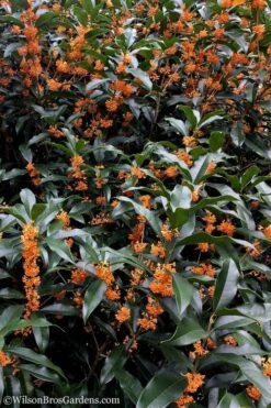 Fragrant Orange Tea Olive - Osmanthus Fragrans Aurantiacus - 1 Gallon Pot 15 Fragrant Orange Tea Olive - Osmanthus Fragrans Aurantiacus - 1 Gallon Pot -Garden Outdoor Plant Store tea olive orange 103
