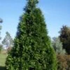Green Giant Arborvitae - 3 Gallon Pot 2 Green Giant Arborvitae - 3 Gallon Pot -Garden Outdoor Plant Store thuja green giant arborvitae 101