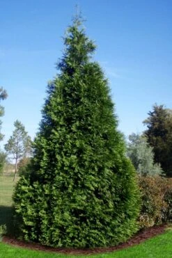 Green Giant Arborvitae - 3 Gallon Pot