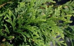 Green Giant Arborvitae - 3 Gallon Pot 12 Green Giant Arborvitae - 3 Gallon Pot -Garden Outdoor Plant Store thuja green giant arborvitae 102