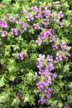 Highland Cream Creeping Thyme - 5 Pack Of Quart Pots -Garden Outdoor Plant Store thyme highland cream 500x750 1