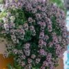 Doone Valley Thyme - 6 Pack Of Pink Pots 2 Doone Valley Thyme - 6 Pack Of Pink Pots -Garden Outdoor Plant Store thymus citriodorus doon valley 1