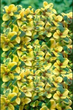 Doone Valley Thyme - 6 Pack Of Pink Pots 11 Doone Valley Thyme - 6 Pack Of Pink Pots -Garden Outdoor Plant Store thymus citriodorus doone valley 2