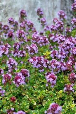 Doone Valley Thyme - 6 Pack Of Pink Pots 12 Doone Valley Thyme - 6 Pack Of Pink Pots -Garden Outdoor Plant Store thymus citriodorus doone valley 3