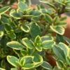 Golden Lemon Thyme (Thymus Citriodorus 'Aurea') - 6 Pack Of Pint Pots -Garden Outdoor Plant Store thymus citriodorus golden lemon thyme 1