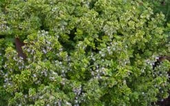 Golden Lemon Thyme (Thymus Citriodorus 'Aurea') - 6 Pack Of Pint Pots -Garden Outdoor Plant Store thymus citriodorus golden lemon thyme 4