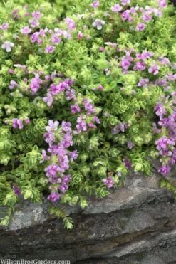 Highland Cream Creeping Thyme - 5 Pack Of Quart Pots -Garden Outdoor Plant Store thymus praecox highland creeping thyme 1
