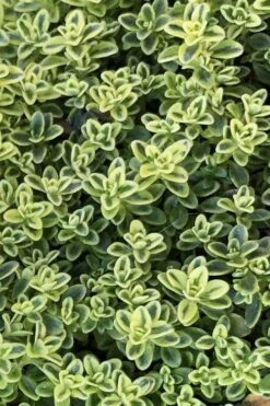 Highland Cream Creeping Thyme - 5 Pack Of Quart Pots -Garden Outdoor Plant Store thymus praecox highland creeping thyme 4