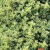 Highland Cream Creeping Thyme - 5 Pack Of Quart Pots -Garden Outdoor Plant Store thymus praecox highland creeping thyme 6