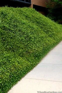 Asian Jasmine - Asiatic Jasmine - 6 Pack Of Pint Pots