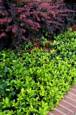 Asian Jasmine - Asiatic Jasmine - 6 Pack Of Pint Pots -Garden Outdoor Plant Store trachelospermum asiaticum asian jasmine 2