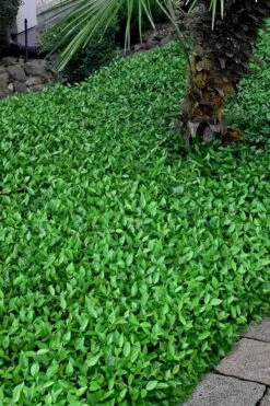 Asian Jasmine - Asiatic Jasmine - 6 Pack Of Pint Pots -Garden Outdoor Plant Store trachelospermum asiaticum asian jasmine 3